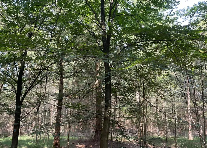 Bed and Breakfast De Wilde Hoek